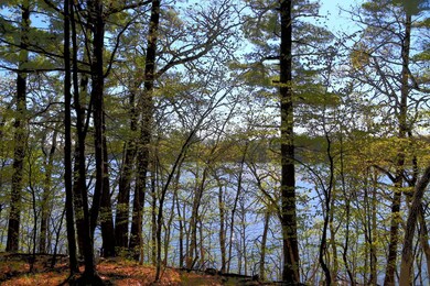 40039 County Road 17, Browerville, MN 56438 - photo 3