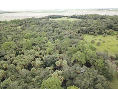 Bird's eye view of a forest