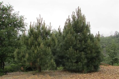 Beautiful pine trees