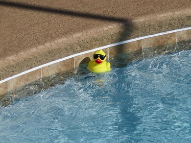 Let's go for a swim (salt water pool)