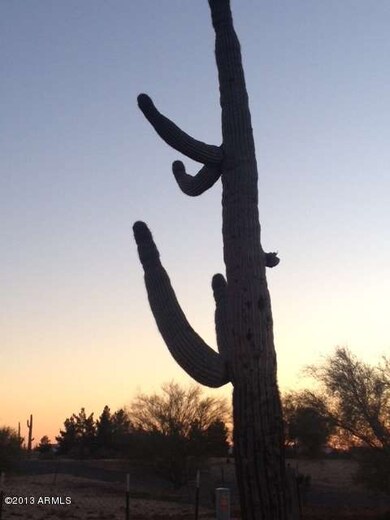cactus on property 2