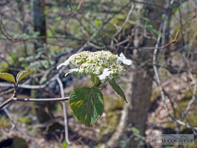 wildflowers: Hydrangeas and many other wildflowers