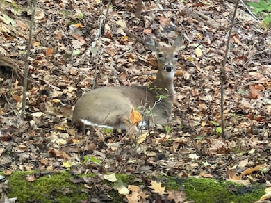 0 Raintree Rd unit 921906, Cave Spring, VA 24018 - photo 4