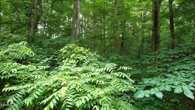 Woods