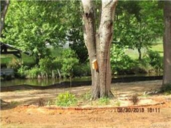 One of the mature trees on the property.