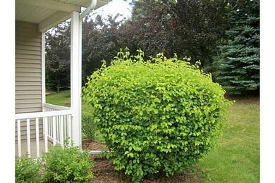Yard/Garden.