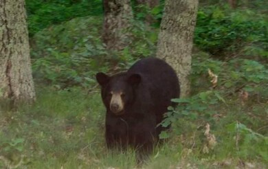 Creatures on the land: Bear
