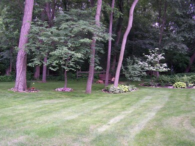 Back yard