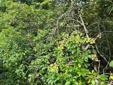 0 Longhorn Trail unit 24026518, Midway, AR 72651 - photo 3