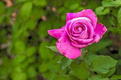 Rose Garden Area