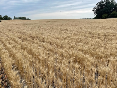 TBD 400th St, Erhards Grove Township, MN 56572 - photo 4