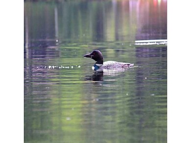 Other. These loons were fishing...