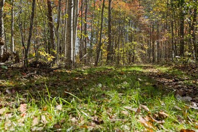 Tract 7 Sheep Ranch Rd, Robbins, TN 37852 - photo 3