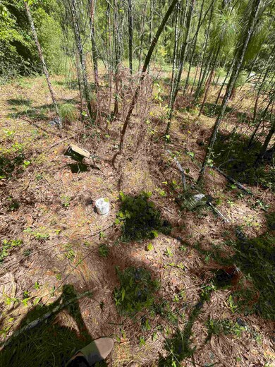 161 Royal Oaks Ct, Crawfordville, FL 32327 - photo 6