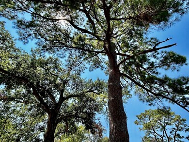 2318 Lamonte Ln, Houston, TX 77018 - photo 4