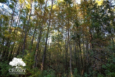 Tbd Lemon Rd, Walterboro, SC 29488 - photo 3