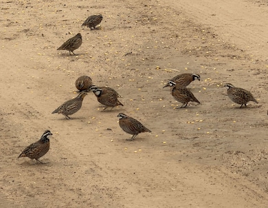 Tx-16, Hebbronville, TX 78361 - photo 2