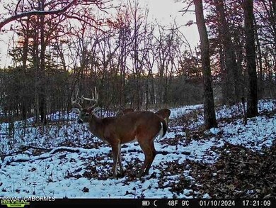 Buck