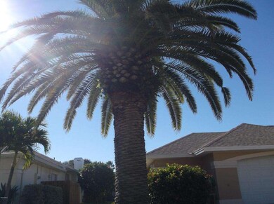 Beautiful Date Palm