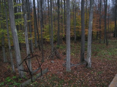 Back yard