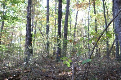Wooded lot wit preliminary drive opened up through the woods to the lake.
