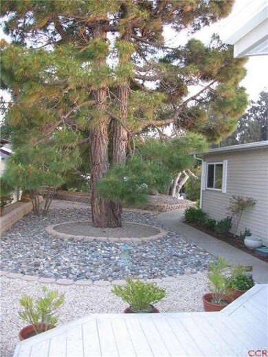 Magnificent Canary Island Pine tree in front yard 