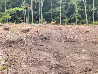 262 Connecticut 81, Killingworth, CT 06419 - photo 6