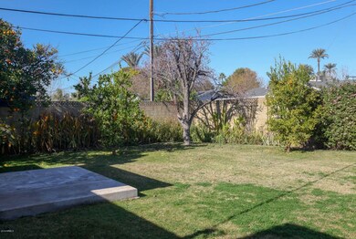 Backyard2