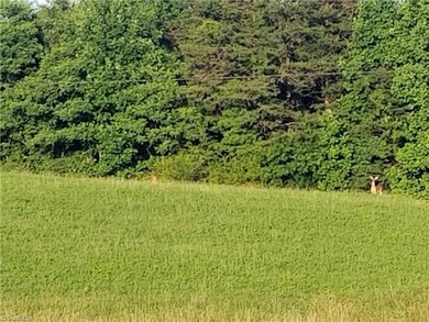 Photobombed by a family of deer.  What more could you want?