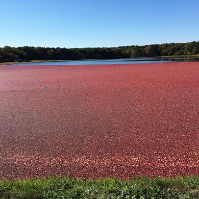 31 Blueberry Ln, Harwich, MA 02645 - photo 4