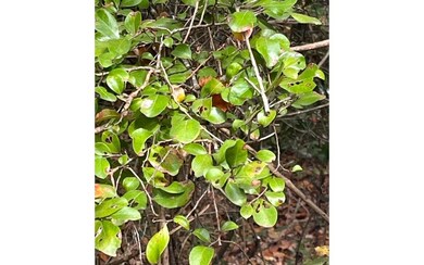 LOT47 Trenton Terrace, Fort White, FL 32038 - photo 3