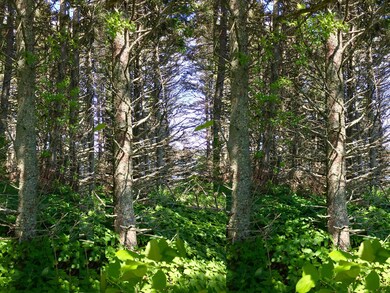 Trees on Property1280