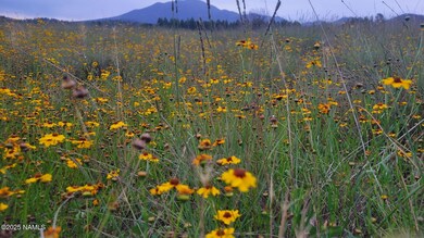 7432 Daisy Dr, Red Lake, AZ 86046 - photo 4