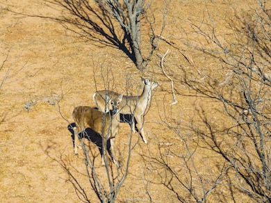 TBD County Road 260, Colorado City, TX 79512 - photo 7