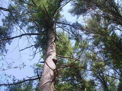 0 Tingley St unit Lot 140-32-0, Rochester, NH 03867 - photo 6