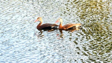 ducks on the lake