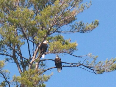 Eagles