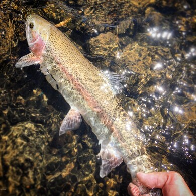 21 Inch Rainbow on Rock Creek Ranch