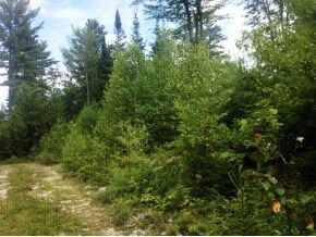 49.5 Deer Run, Bethlehem, NH 03574 - photo 5