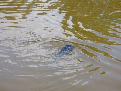 1230 County Road 274, Garrison, TX 75946 - photo 7