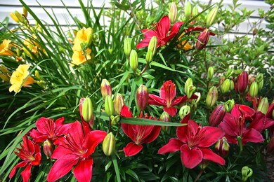 408 White Ash Rd, Nixa, MO 65714 - photo 4