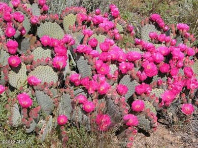 DESERT IN BLOOM