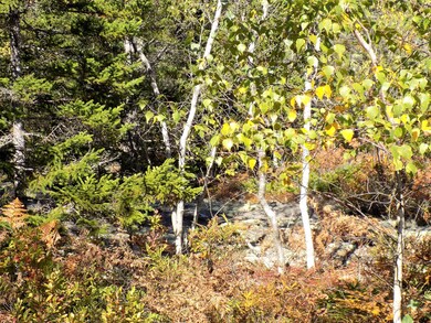 mix of trees