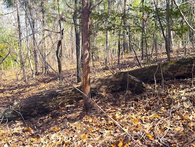 0 Laurel Branch Church Rd, Ivey, GA 31031 - photo 5