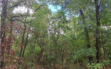 TBD 29th Place, Branford, FL 32008 - photo 6