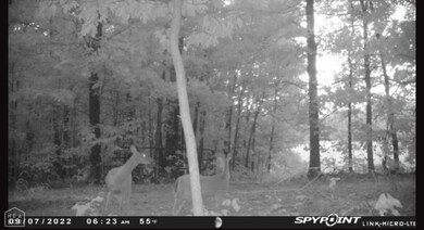 20 Acres Greene 737 Rd, Paragould, AR 72450 - photo 4