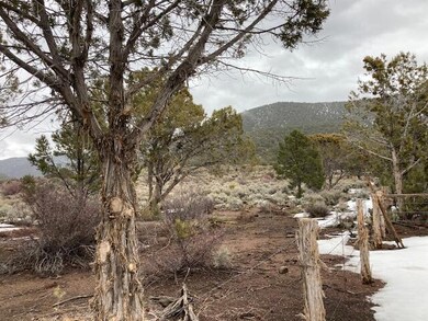 looking onto forest service