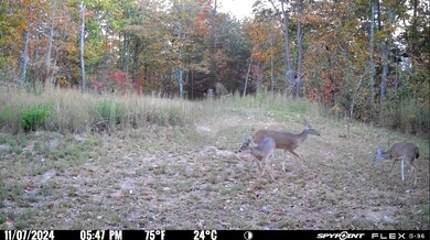 Deer