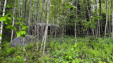 02 Birch woods
