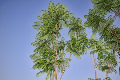 Tall Palms above  Front Patio